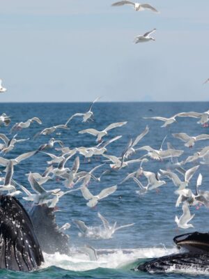 ANHAD'S UNIVERSE: Bubble Net feeding with Whales in Alaska - Image 5
